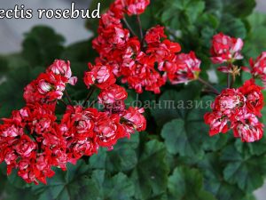 Vectis Rosebud
