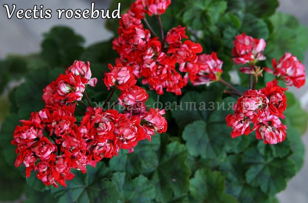 Vectis Rosebud