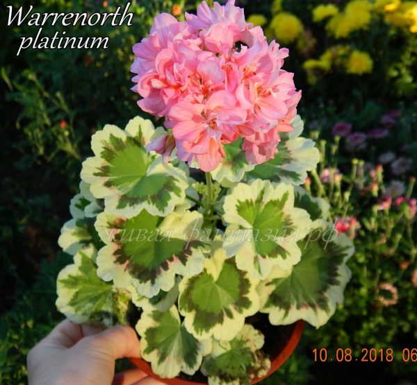Warrenorht Platinum