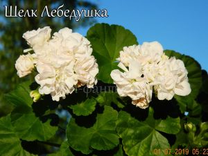 Шёлк-Лебёдушка