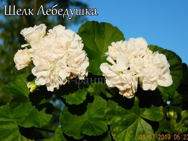 Шёлк-Лебёдушка