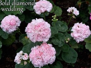 Bold Diamond Wedding
