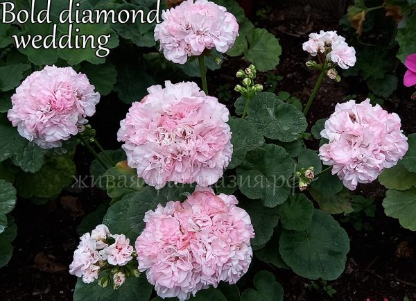 Bold Diamond Wedding