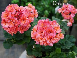 Davina