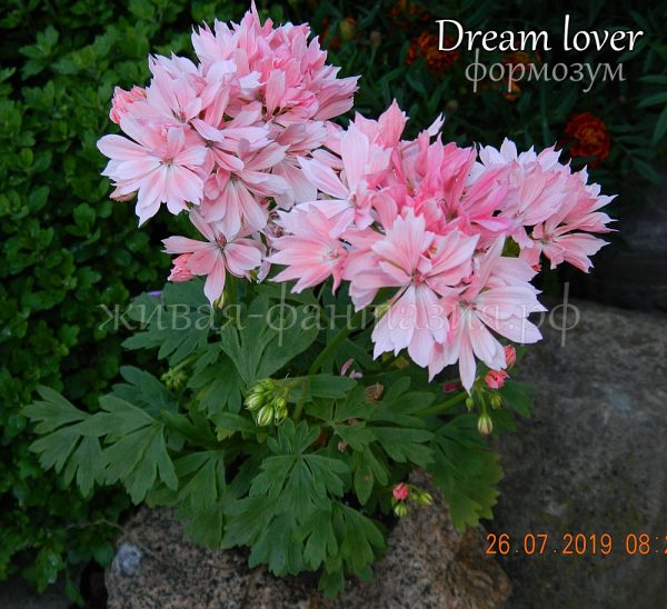 Dream Lover (формозум)