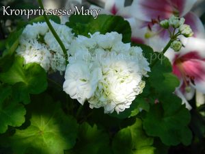 Kronprinsesse Mary