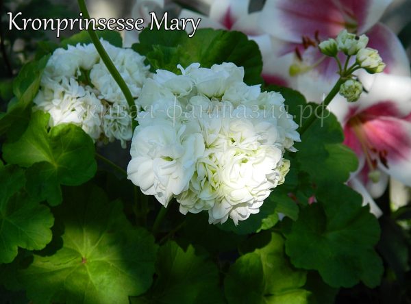 Kronprinsesse Mary