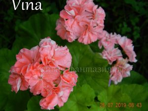 Vina
