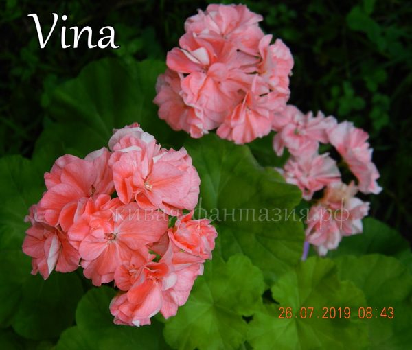 Vina