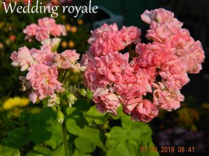 Wedding Royal