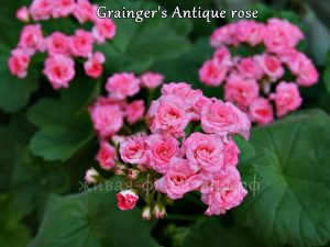 Grainger's Antique rose
