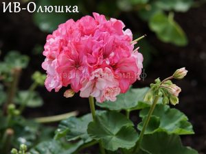 ИВ-Олюшка
