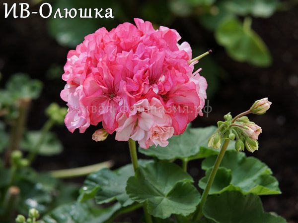 ИВ-Олюшка