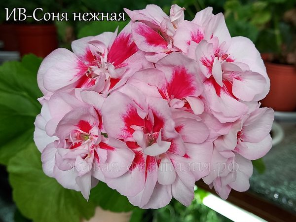 ИВ-Соня Нежная — изображение 4