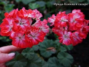 Ирида-Клюква В Сахаре