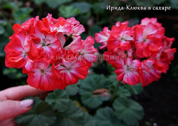 Ирида-Клюква В Сахаре