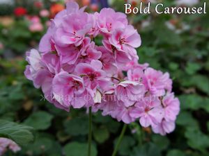 Bold Carousel