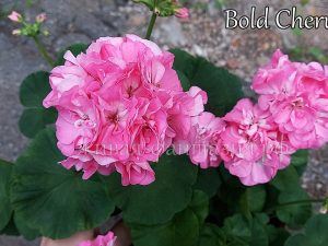 Bold Cherub