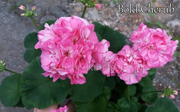 Bold Cherub