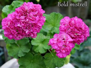 Bold Mistrell