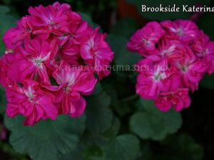 Brookside Katerina