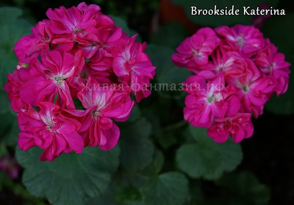 Brookside Katerina