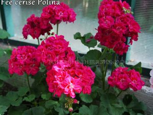Fee Cerise Polina