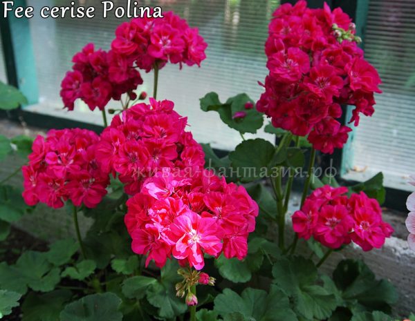 Fee Cerise Polina