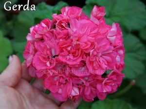 Gerda