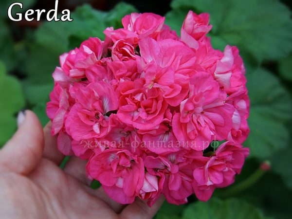 Gerda