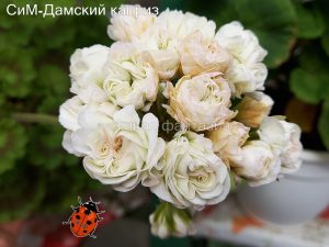 Сим-Дамский Каприз(новинка)