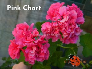 Pink Chart(плющелистная)