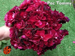 Pac Tommy(плющелистная)
