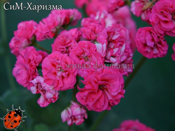 СиМ-Харизма(новинка) — изображение 2