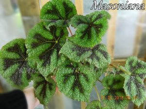 Masoniana(куст)