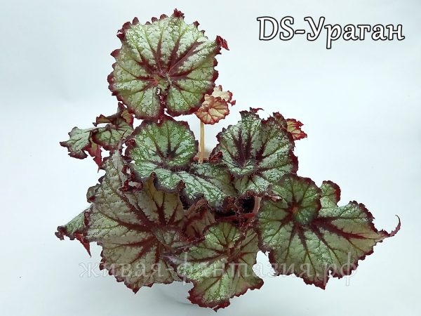 DS-Ураган(куст)