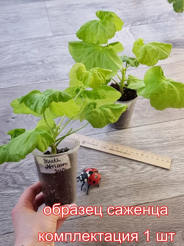 Саженцы пеларгоний ОБРАЗЕЦ — изображение 3