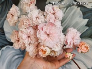 Леона-Галактика (зонартик)