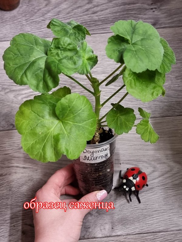 Саженцы пеларгоний ОБРАЗЕЦ — изображение 2