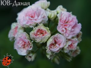 ЮВ-Даная
