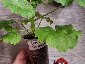 Саженцы пеларгоний ОБРАЗЕЦ
