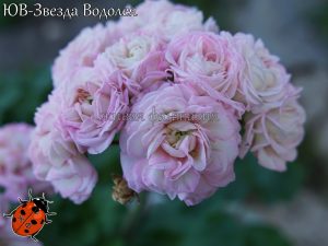 ЮВ-Звезда Водолея