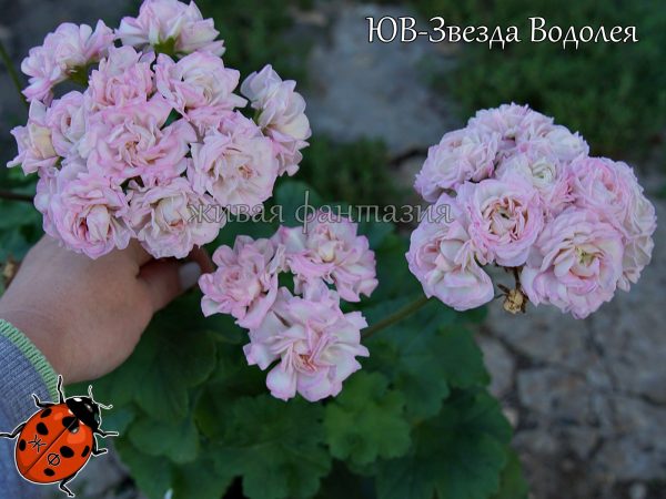 ЮВ-Звезда Водолея — изображение 3