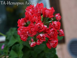 ТА-История Любви(новинка)