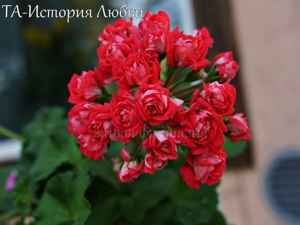 ТА-История Любви(новинка)