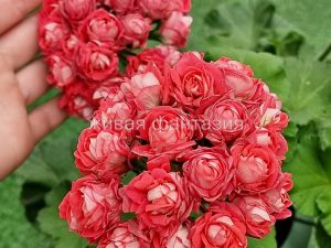 ТА-История Любви(новинка)