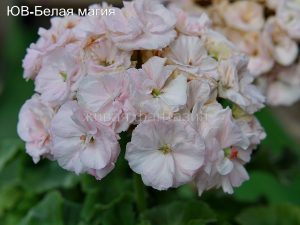 ЮВ-Белая магия