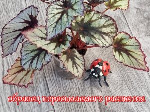 Детки бегоний ОБРАЗЕЦ