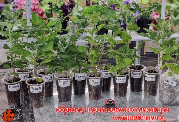 Саженцы хризантем ОБРАЗЕЦ — изображение 2