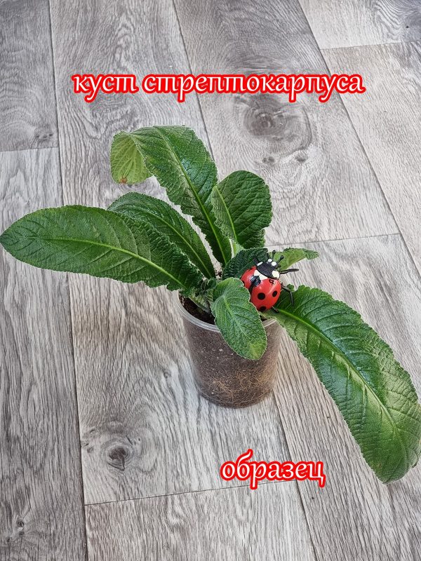 Детки стрептокарпусов ОБРАЗЕЦ